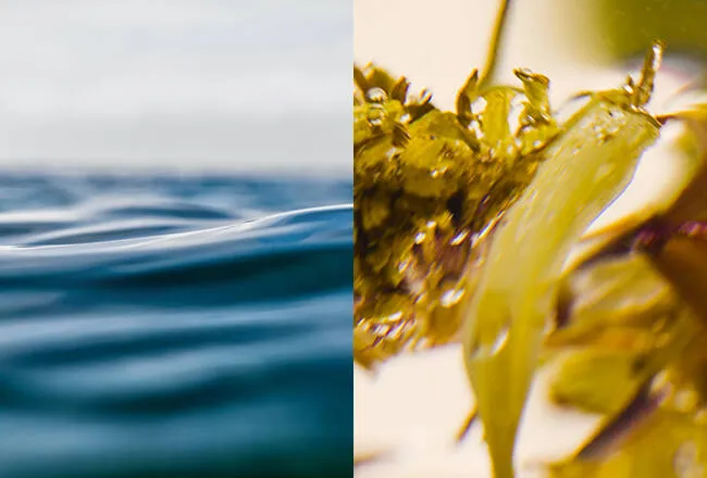 acf-actif-025628 (1)